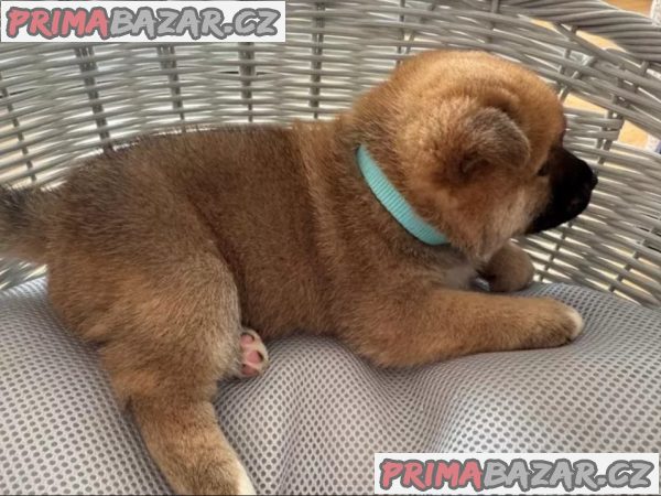 Shiba Inu štěňata s doklady – fotografie 7