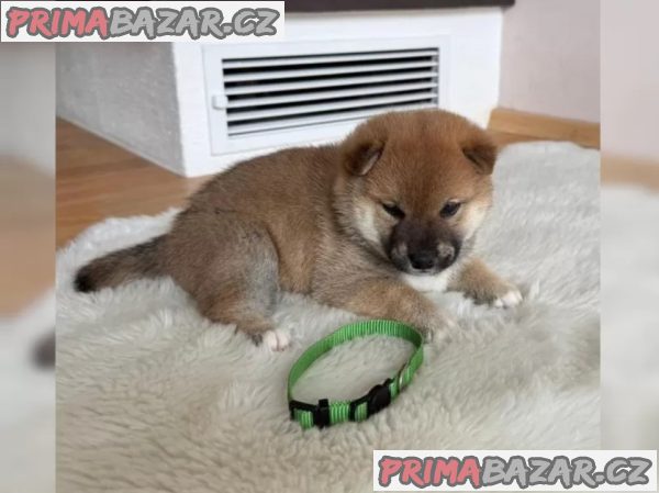 Shiba Inu štěňata s doklady – fotografie 8