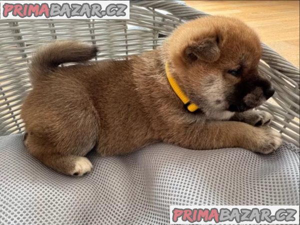 Shiba Inu štěňata s doklady – fotografie 9