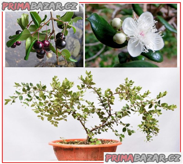 Luma apiculata - semena – fotografie 1