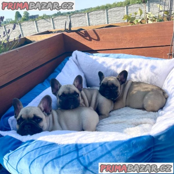 štěňátka francouzského buldočka – fotografie 2