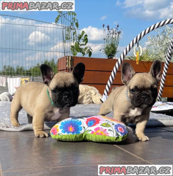 štěňátka francouzského buldočka – fotografie 4