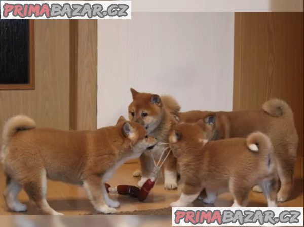 Shiba Inu štěňata na prodej – fotografie 2