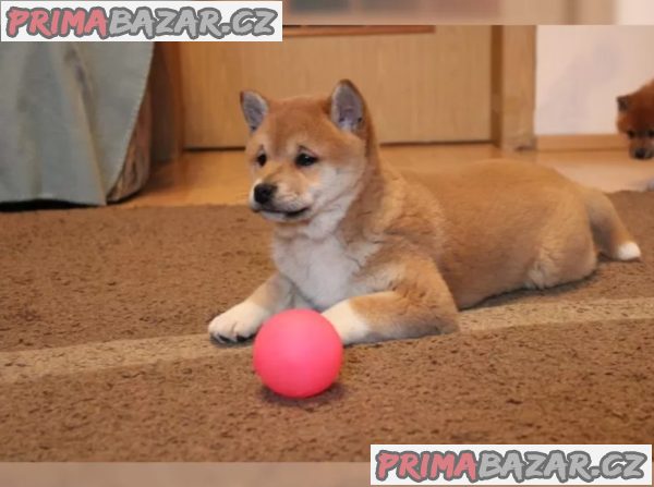 Shiba Inu štěňata na prodej – fotografie 4