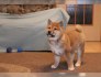 Shiba Inu štěňata na prodej