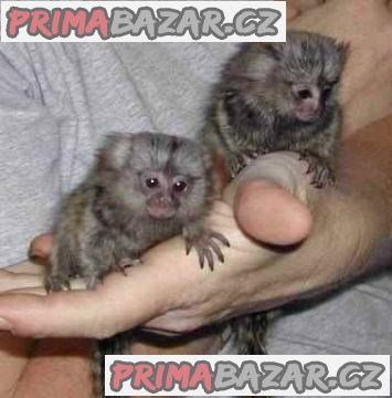 Zdravé prstové dětské koutky na prodej. – fotografie 1
