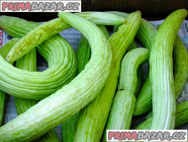 Arménská okurka Tortarello Verde Barese - semena – fotografie 1