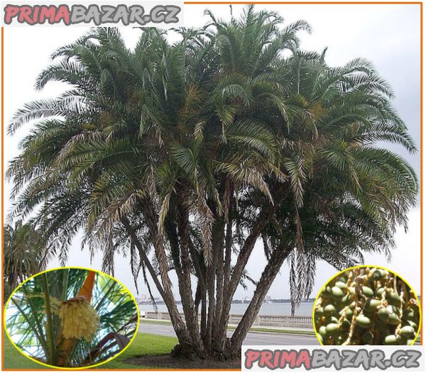 naklíčená semena  palma Phoenix reclinata – fotografie 1