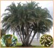 naklíčená semena  palma Phoenix reclinata