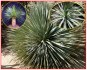 Dasylirion wheeleri - semena