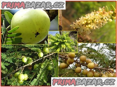 Phyllanthus Emblica - Angrešt indický - semena – fotografie 1