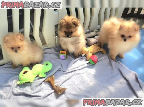 Německý špic trpasličí (Pomeranian) – fotografie 1