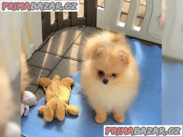 Německý špic trpasličí (Pomeranian) – fotografie 3