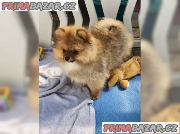 Německý špic trpasličí (Pomeranian) – fotografie 5
