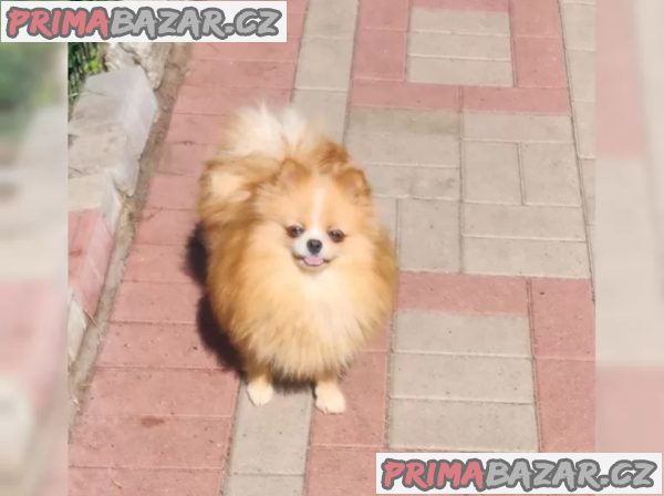 Německý špic trpasličí (Pomeranian) – fotografie 6