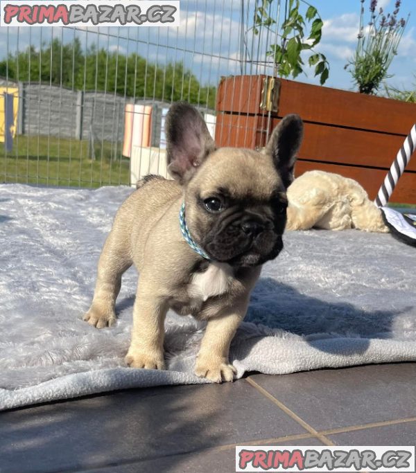 Štěňátka Francouzského buldoka s PP – fotografie 3