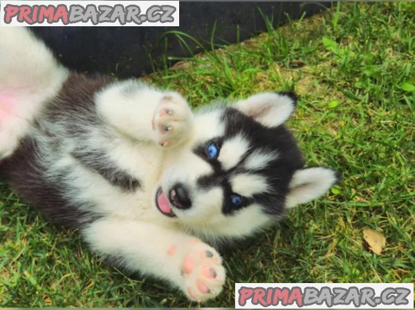 Sibiřský husky – fotografie 2