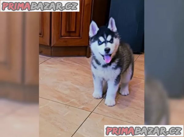 Sibiřský husky – fotografie 3