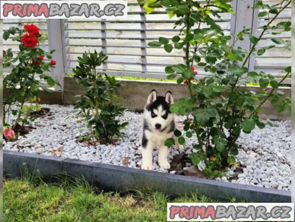 Sibiřský husky – fotografie 4