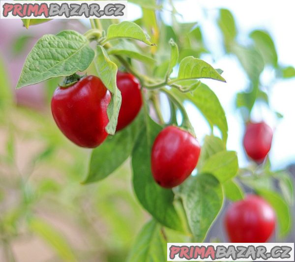 Sazenice chilli Mini Rocoto Red – fotografie 1
