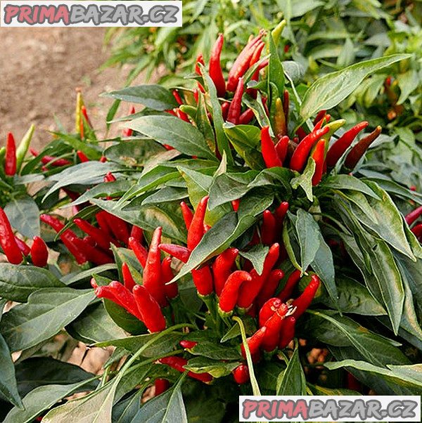 Sazenice Chilli Thai culinary – fotografie 1