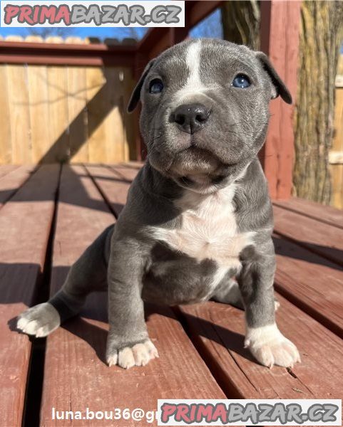 Štěňata pitbulla – fotografie 1