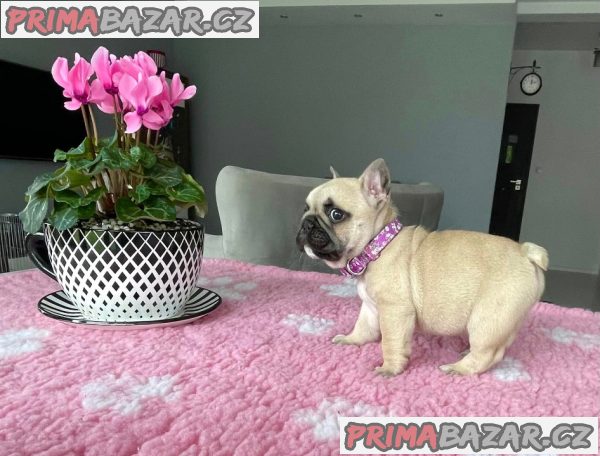 Francouzský buldoček – fotografie 2