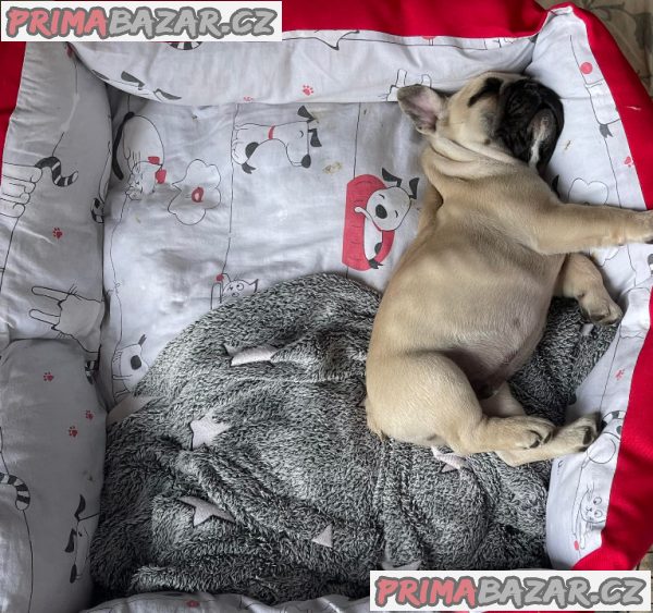 Francouzský buldoček – fotografie 4