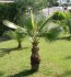 naklíčená semena palma  Washingtonia robusta