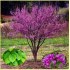 Cercis Chinensis - semena