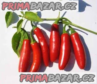 Sazenice Chilli Serrano Tampiqueno – fotografie 1