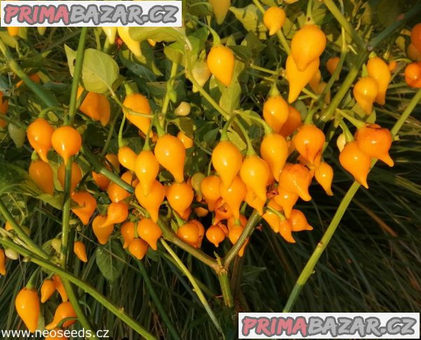 sazenice Chilli Biquinho yellow – fotografie 1