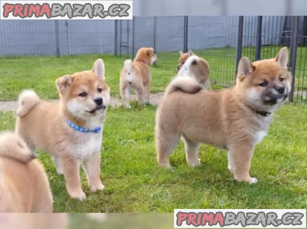 Prodám shiba inu s PP – fotografie 1