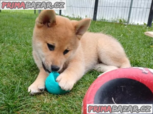 Prodám shiba inu s PP – fotografie 2