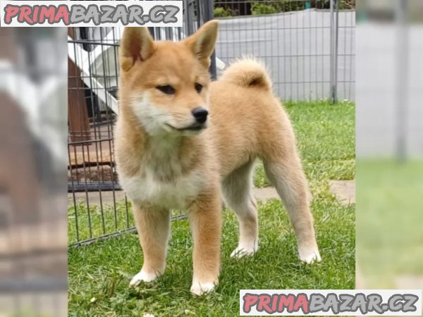 Prodám shiba inu s PP – fotografie 3