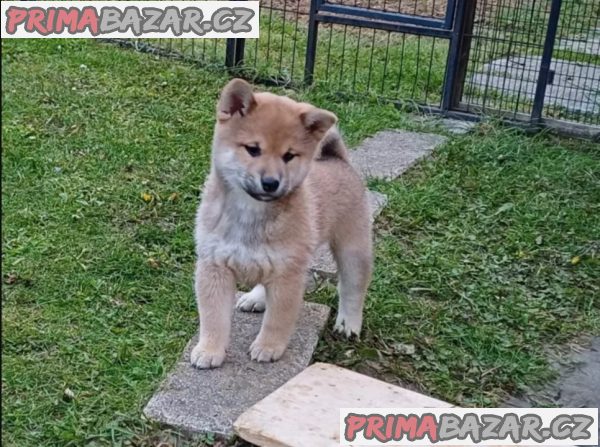 Prodám shiba inu s PP – fotografie 4