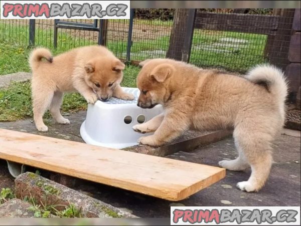 Prodám shiba inu s PP – fotografie 6