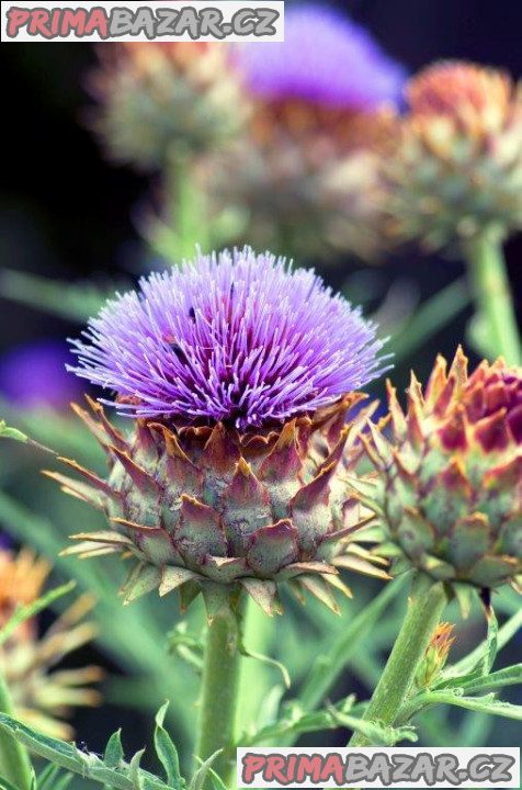 Cardoon Artyčok kardový - semena – fotografie 1