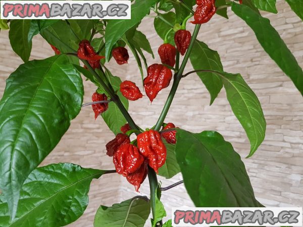 sazenice chilli Carolina reaper – fotografie 1