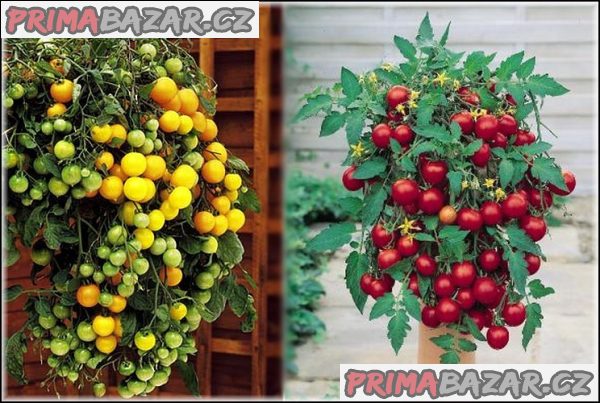 Sazenice rajče Tumbling Tom Red + Yellow – fotografie 1