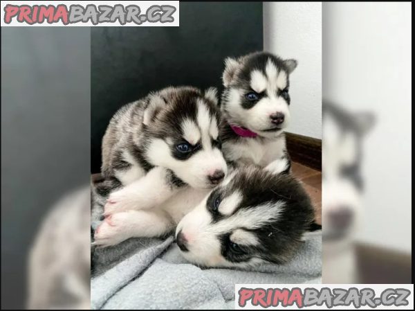 Sibiřský husky štěňátka – fotografie 1