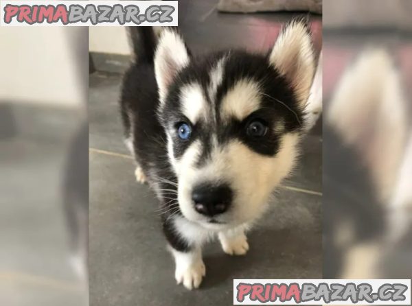 Sibiřský husky štěňátka – fotografie 2