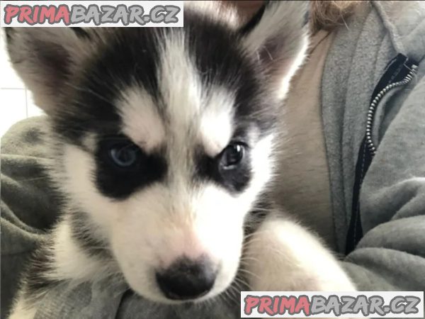 Sibiřský husky štěňátka – fotografie 3