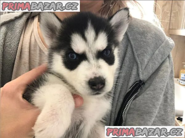 Sibiřský husky štěňátka – fotografie 4