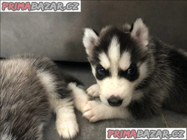 Sibiřský husky štěňátka – fotografie 5