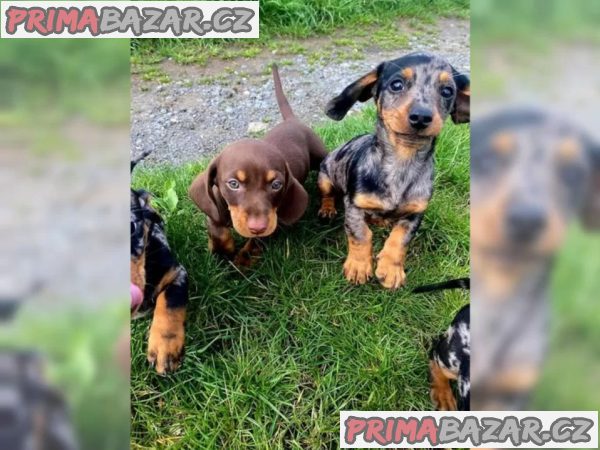 Štěňata jezevčíka na prodej – fotografie 1
