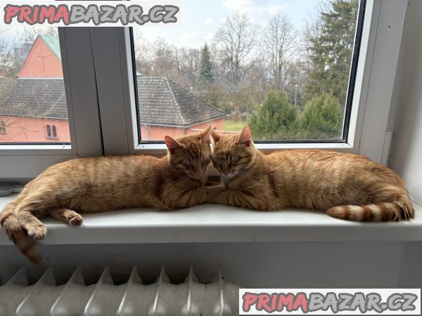 Daruji Kocourky – fotografie 4