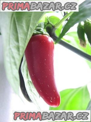 Sazenice chilli Jalapeňo – fotografie 1