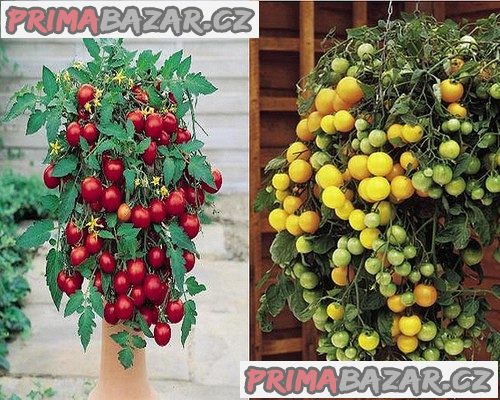 Sazenice rajče Tumbling Tom Red + Yellow – fotografie 1