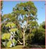 sazenice Eucalyptus citriodora